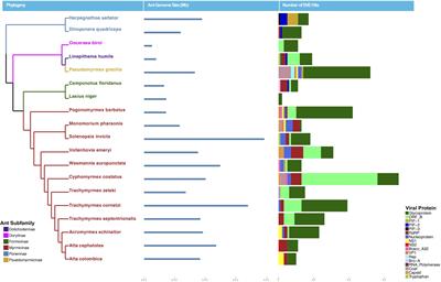 Assessing the Diversity of Endogenous Viruses Throughout Ant Genomes